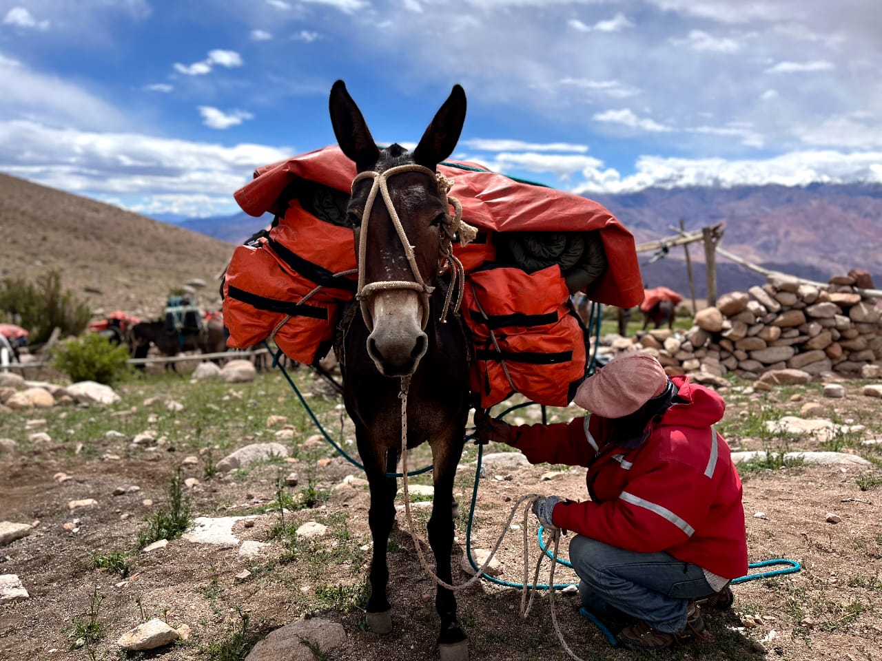 Stara — our Starlink mule in the Andes
