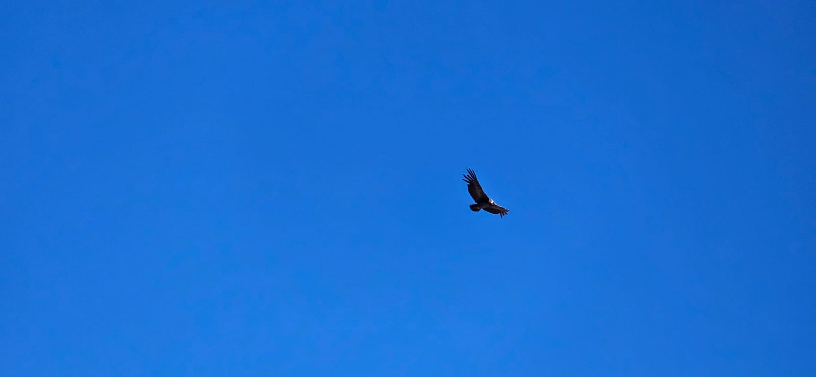 Andean Wildlife You'll Encounter on the Expedition